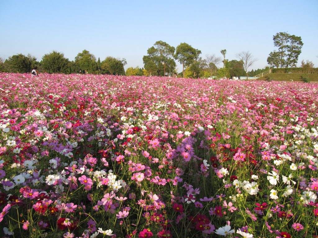 コスモス
